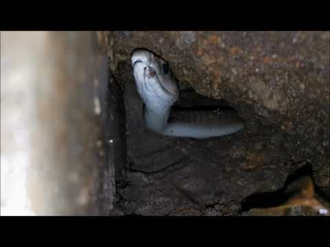 A MAMBA IN A TIGHT SPACE-  A FUN CHALLENGE!