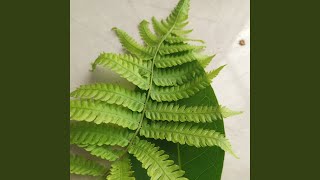 Masih menyayangimu
