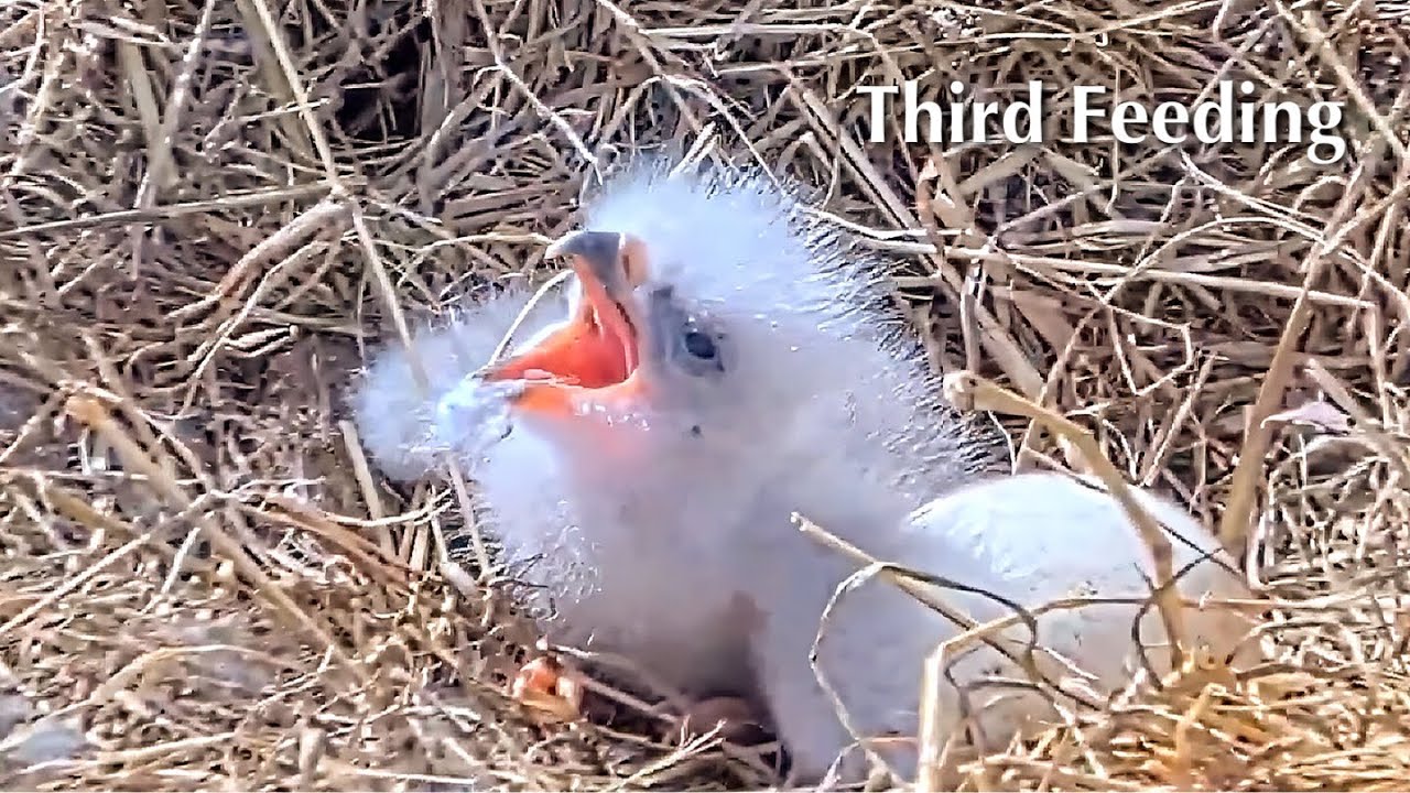 #5🦅BC28🐥0°🥚／Bluff City Bald Eagle Nest 2026／Frances💗Franklin ／ETSU/BTES Eagle Cameras