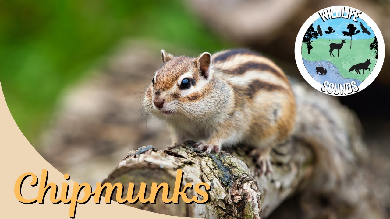 Wildlife Sounds From the Forest - Chipmunks