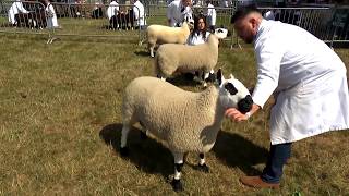 Pencampwriaeth Defaid Balwen | Balwen Sheep Championship
