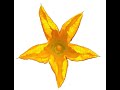 Rust