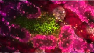 Malaria Lifecycle Part 1  Human Host Beat