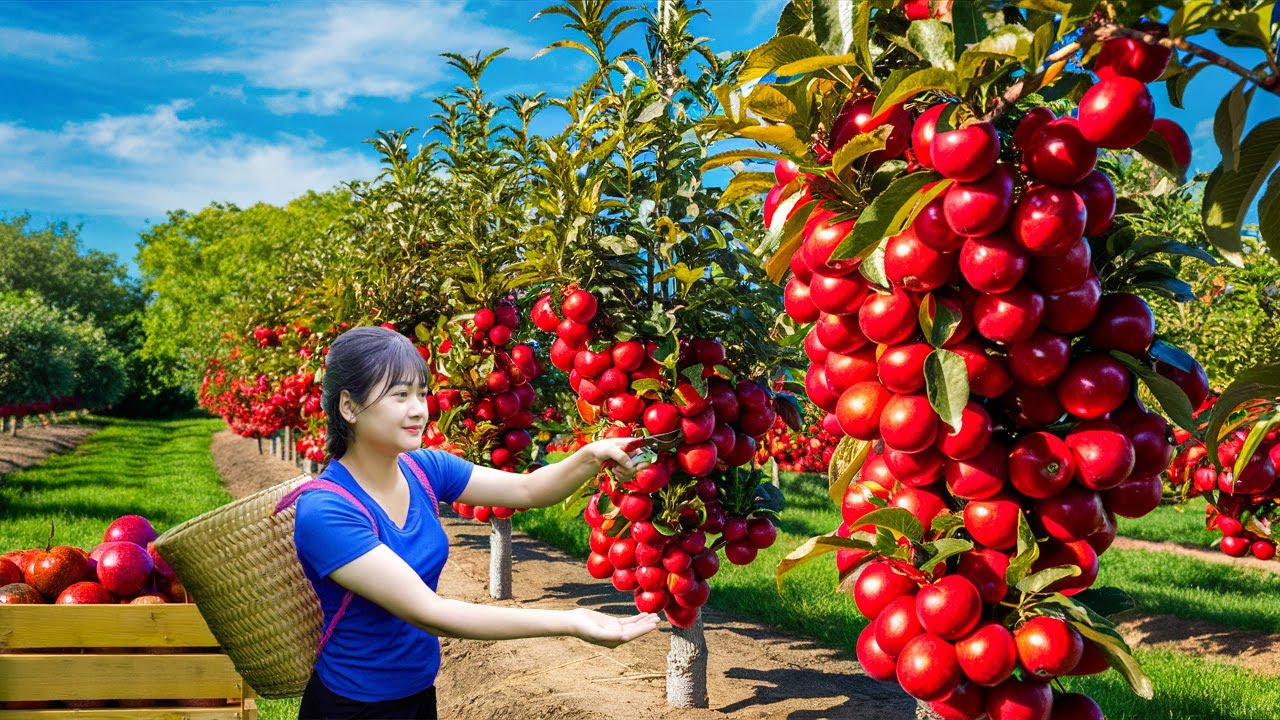 Ly Trieu Ca: Harvesting Giant Sweet Tropical Hybrid Passion Fruit – Traditional Fruit Sauce Recipe