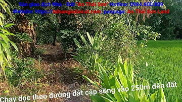 (ĐÃ BÁN) 5,5 công vường hoàn chỉnh cặp Sông Đa Lộc - Châu Thành - Trà Vinh