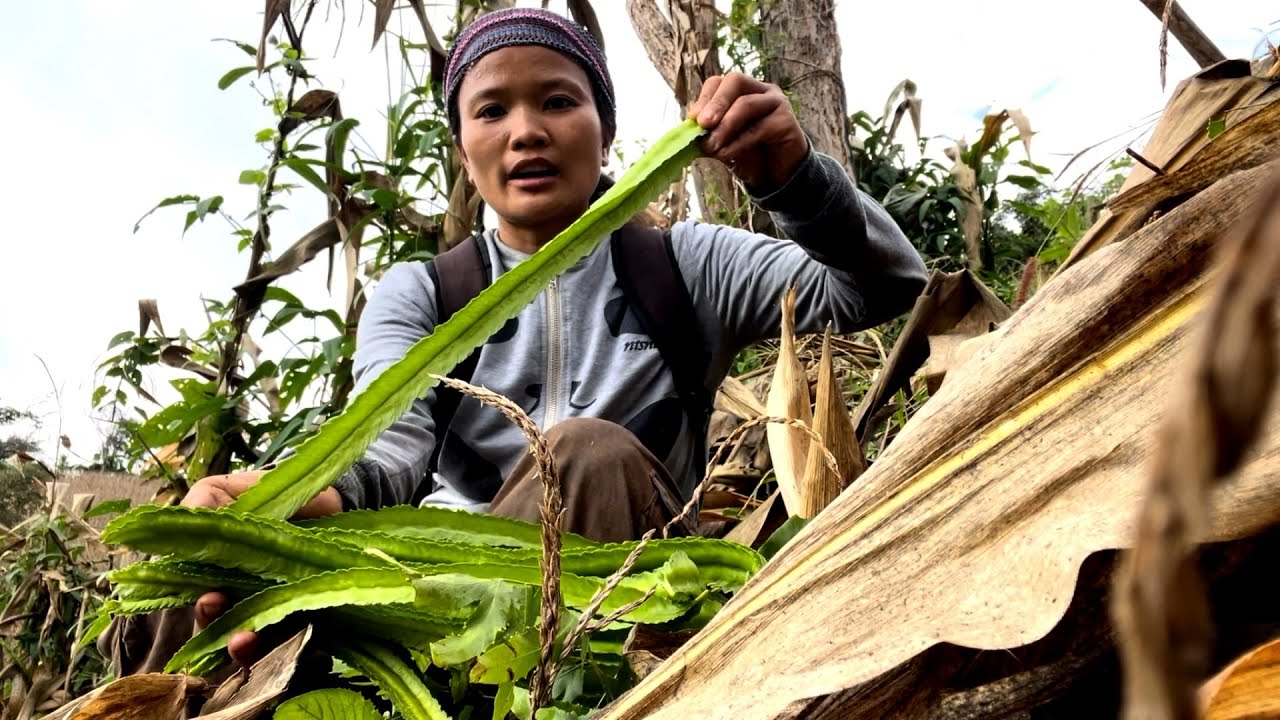 บังเอิญเจอถั่วพูยักษ์ที่ยาวที่สุดในโลก เอาไปแกงได้เป็นหม้อ