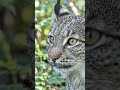 This Wild BOBCAT Stared Right Into Our Trail Camera! #shorts