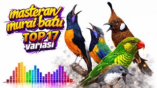 Masteran universitas burung TOP 17 terbaik