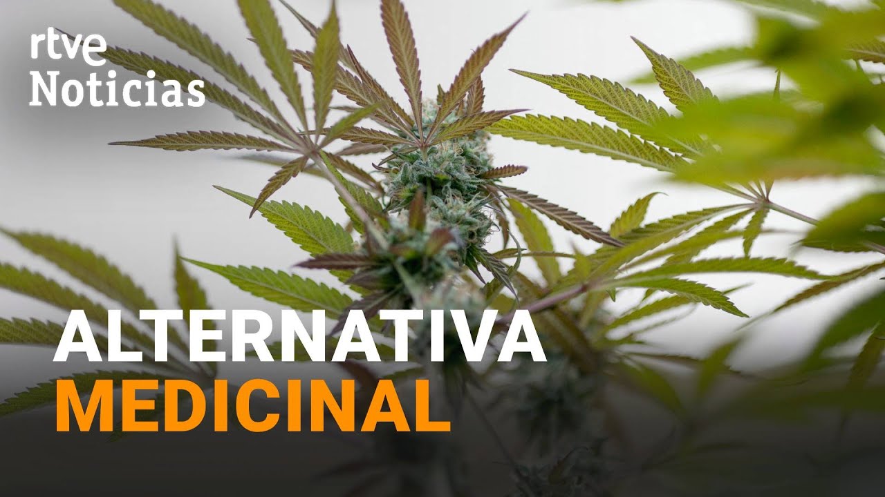 CANNABIS: SANIDAD INICIA los TRÁMITES para REGULARLO, su USO está AVALADO por la OMS | RTVE Noticias