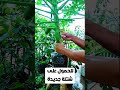 اقوى طريقة لتكاثر البابايا زراعة الزراعة المنزلية تكاثر اقوى طريقة لتكاثر البابايا زراعة الزراعة المنزلية تكاثر
