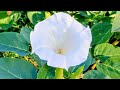 Moon Flower Mp3 Mp4 Free download