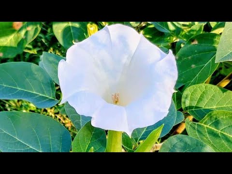 Video: Splendidi fiori bianchi - Datura