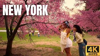 Central Park Spring Walk 🌸 NYC Golden Hour 2026 | 4K Walking Tour