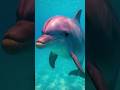 Dolphins Have Names?! You Won’t Believe This! #facts #didyouknow