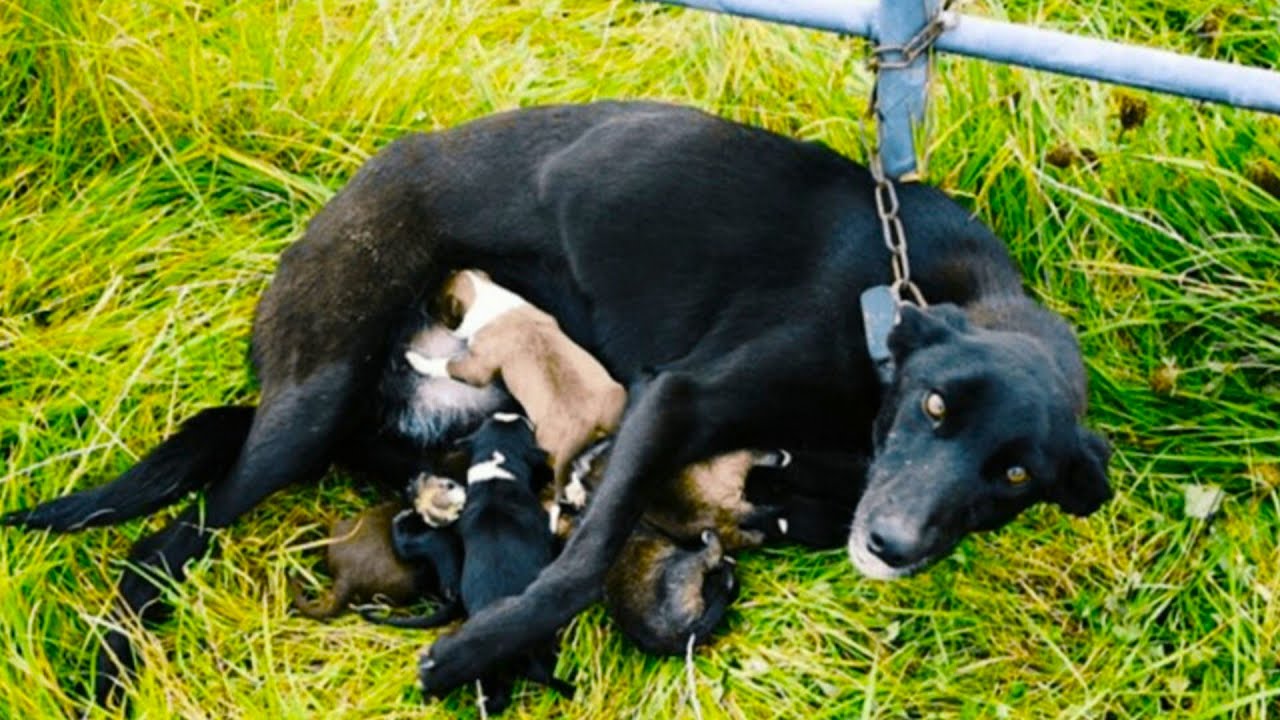 Собаку с 6 ю щенками приковали к забору в безлюдном месте. Дальше ...
