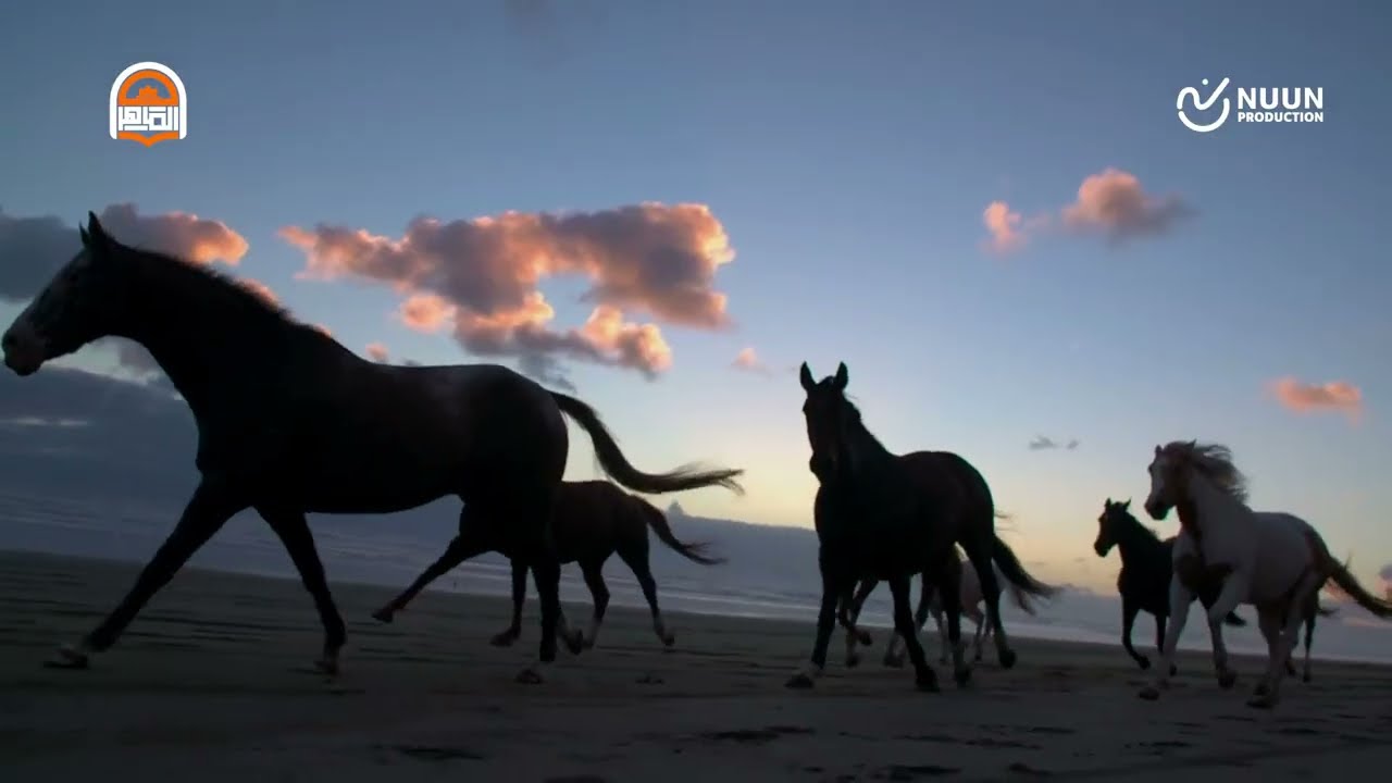 التقرير المرئي لمسابقة الماهر لحفظ القرآن الكريم في دورتها السابعة 1445هـ - 2024م.