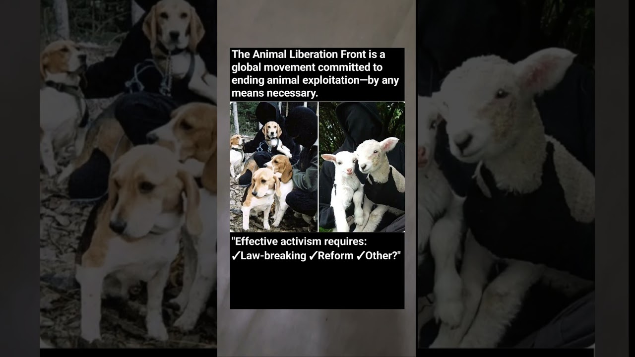 The Secret Network Fighting for Animal Rights - By Any Means Necessary