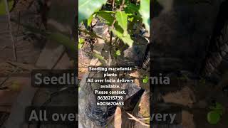 Seedling macadamia plants. #wholesaleflowers #farming #fruit #wholesalenursery #wholesaleplants