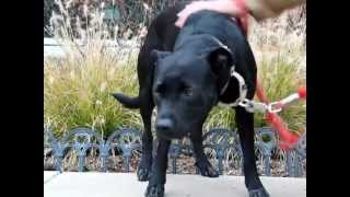 Blue Jean-Available At The Humane Society Of Missouri