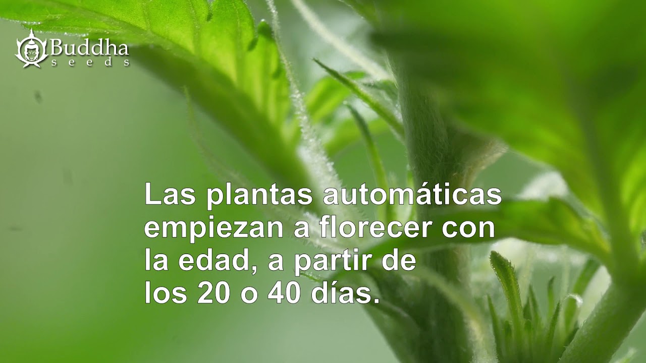 FLORACIÓN EN EL CULTIVO DE CANNABIS AUTOFLORECIENTE