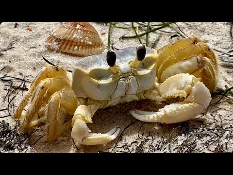 Crab 🦀 Gulf of Mexico 🌊 Amazing Beach Day in Florida