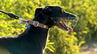 Preparing your greyhound for the Greyhound Adoption Program