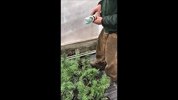 Mice Bait Stations    Homemade