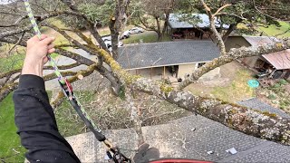 A Rare Look at Oak Tree Pruning by August Hunicke 20,609 views 1 month ago 18 minutes