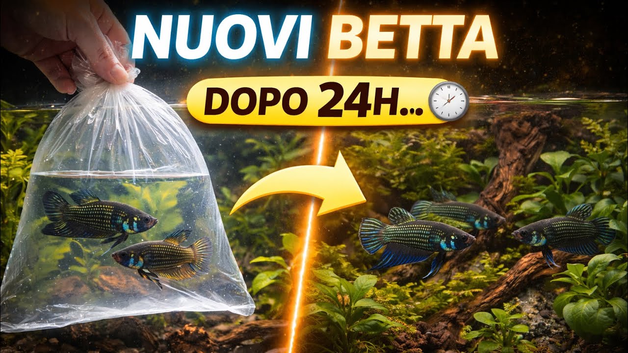 Inserisco due nuovi Betta nel mio acquario… e succede questo 😳 - YouTube