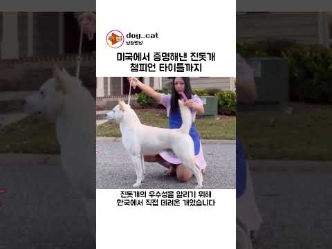 미국에서 증명해낸 진돗개, 챔피언 타이틀까지 thumbnail