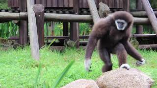 White-handed Gibbon Keeper Talk at Taronga Western Plains Zoo