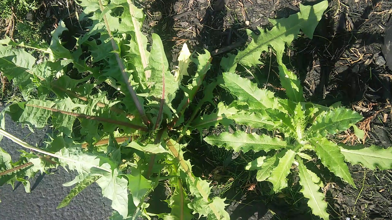 Help Identifying wild opium lettuce YouTube
