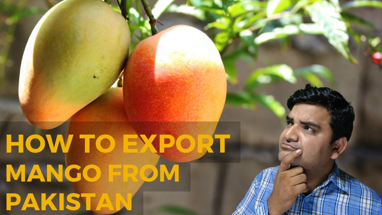 How to Export Mangoes from Pakistan پاکستان سے آم کی برآمد کرنے کا