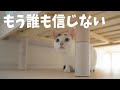 予防接種に行った後の猫達の反応が…【チロモモ編】