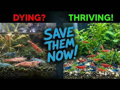 Your Shrimp Setup Looks Fine But Here's What's Killing Them
