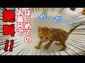 【保護猫】絶叫しちゃう子猫！初めてのお風呂に挑戦！｜A kitten screaming in the bath for the first time!