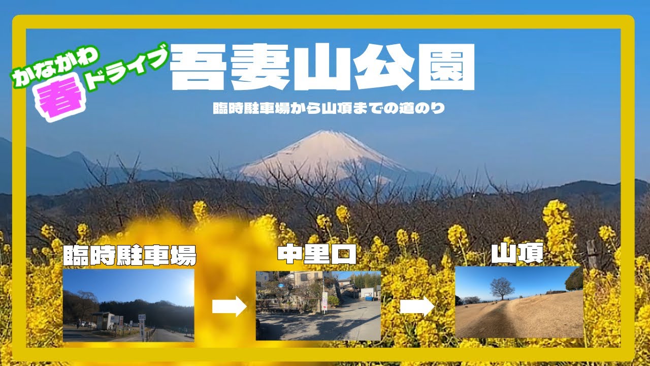 吾妻山公園　臨時駐車場→中里口→山頂の菜の花畑までの道のり　二宮町営第1有料駐車場　神奈川県二宮町