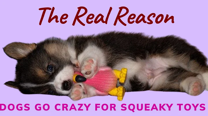 The Real Reason Dogs go Crazy over Squeaky Toys