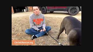 Saving a Belgian Malinois | Circle L Rescue
