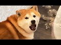 ペットホテルでの悲しさを泣きそうな顔で訴える柴犬→迎えと分かり嬉しさ大爆発