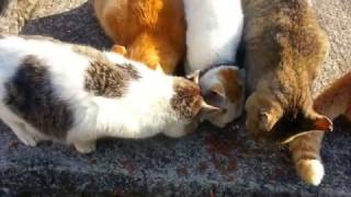 【猫島】「こらっ！食べるなニャン」猫同士で餌の取り合いする場面も