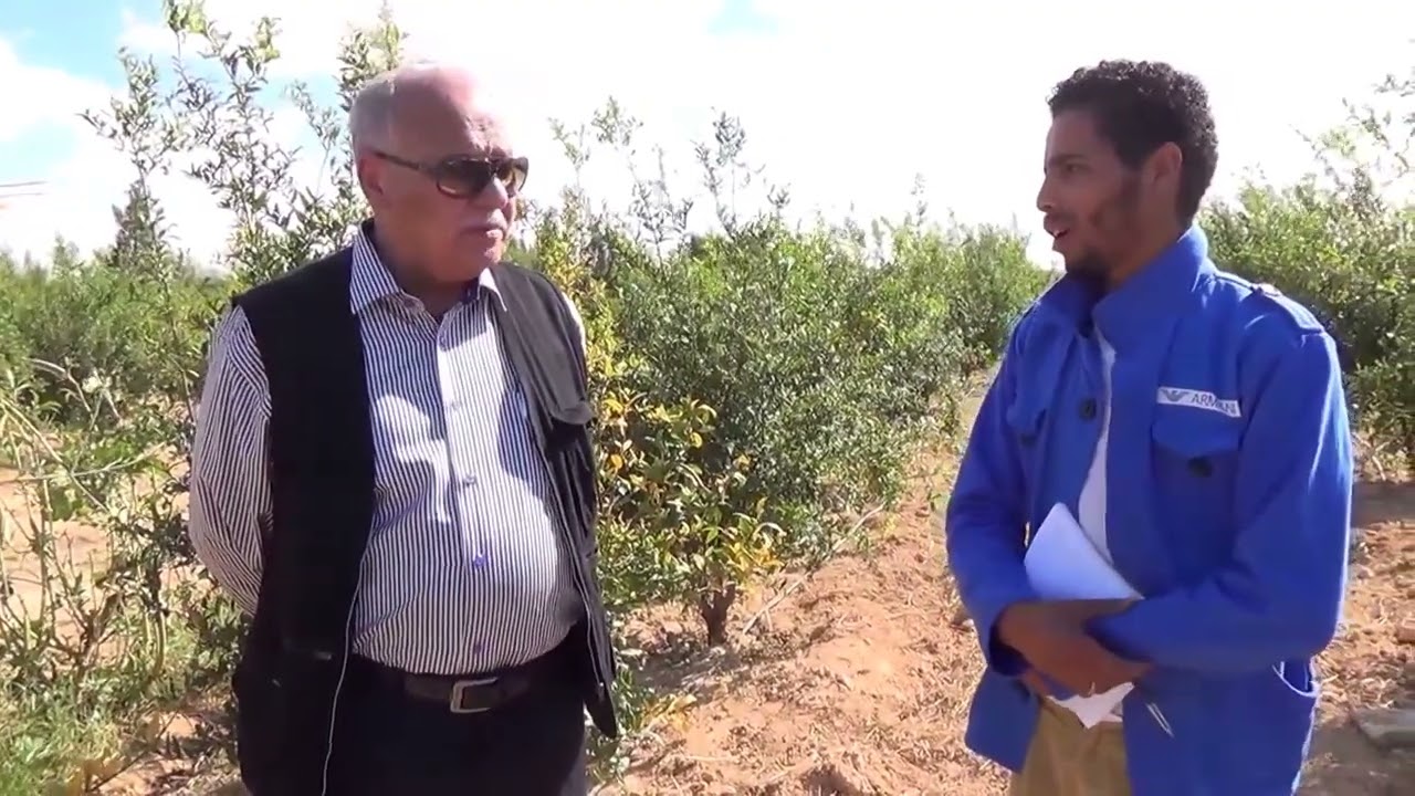 جفاف اشجار الرمان الوندرفول الاسباب والعلاج