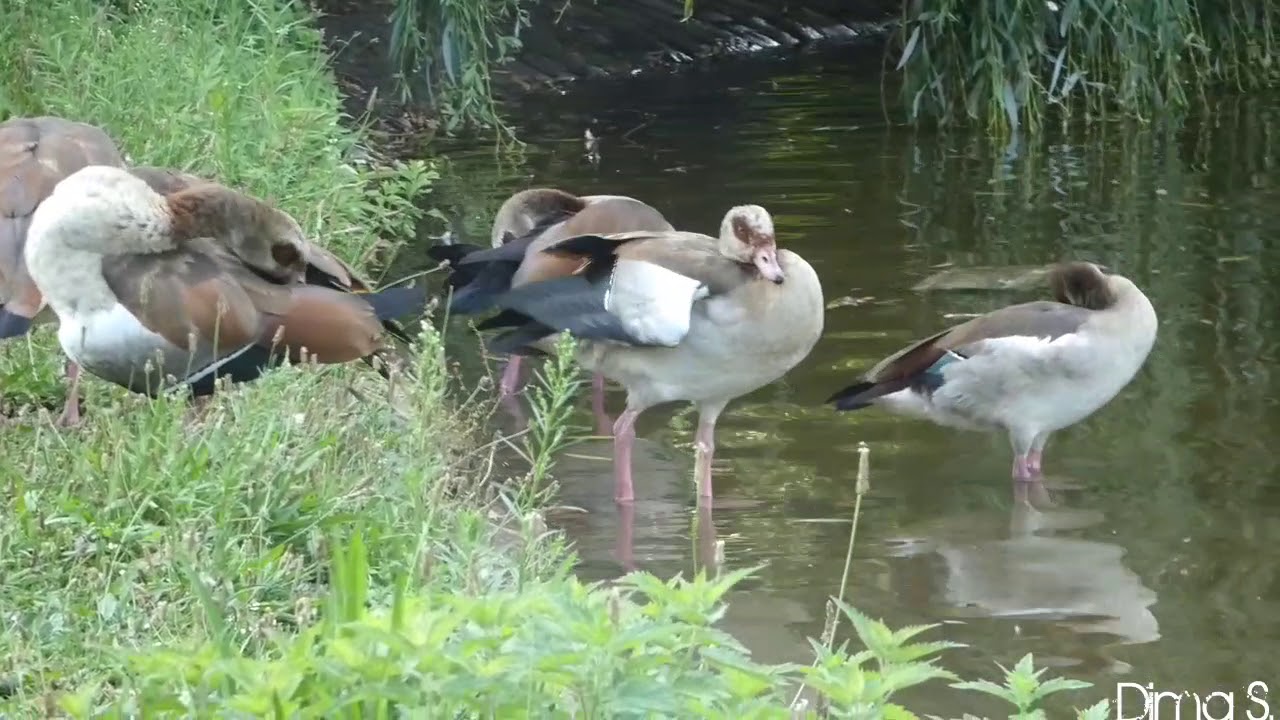 3 Young egyptian goose / 3 Junge Nilgänse 
