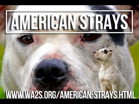 The American Strays Project in 4 Parts - The American Strays Project in 4 Parts