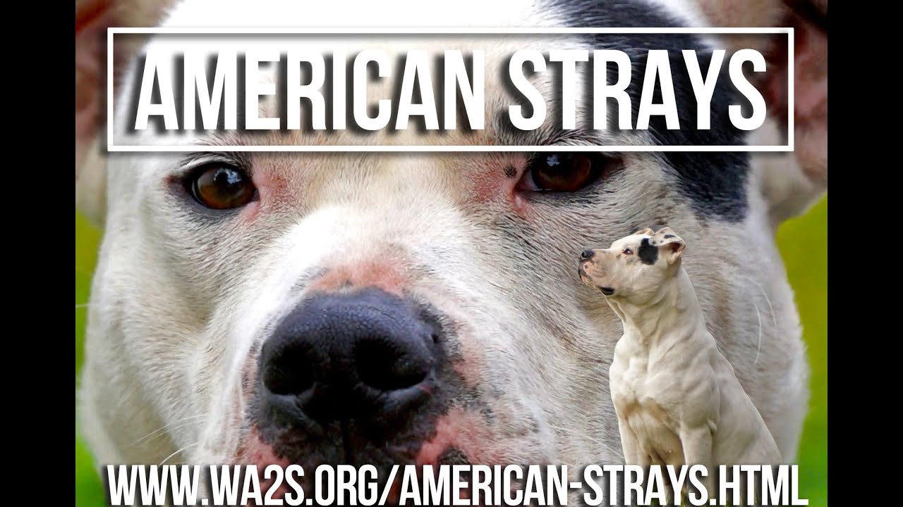puppy paradise The American Strays Project in 4 Parts