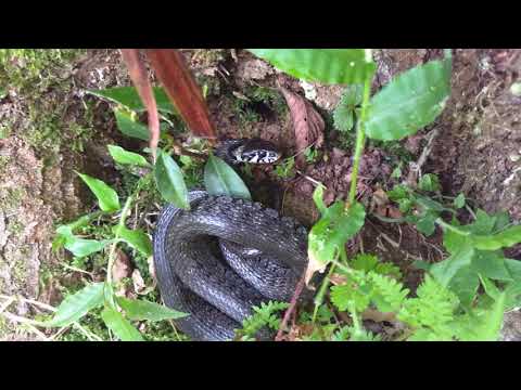 ჩვეულებრივი ანკარა ( Natrix natrix )