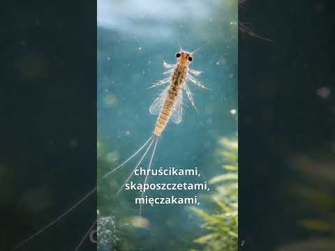 Naturalny pokarm płoci - lato a zima