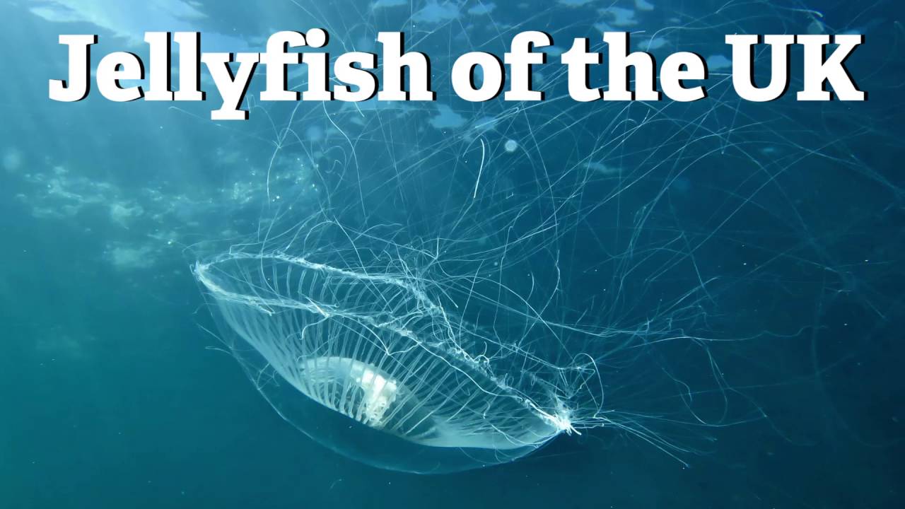 Jellyfish Of The Uk Youtube