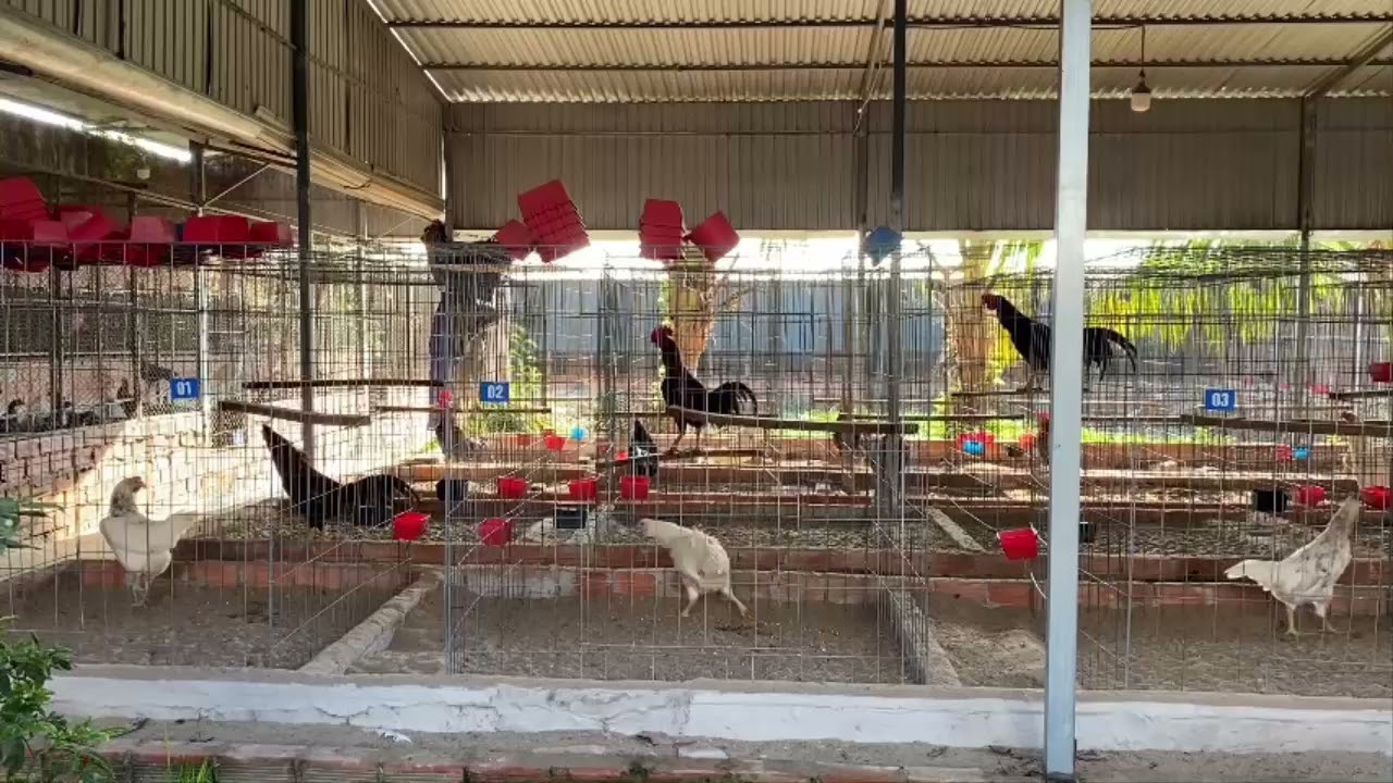 6 con gà mái 2-3-2026 của Trại Gà Minh Tiến