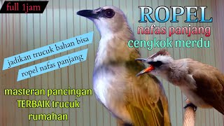 trucukan gacor ropel panjang merdu masteran paling baik jadikan trucuk bahan jadi istimewa